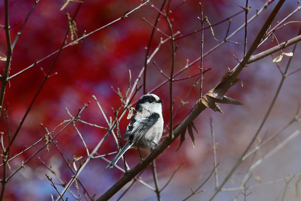 紅葉の中の鳥さん ルリビタキ エナガ_f0053272_22065700.jpg