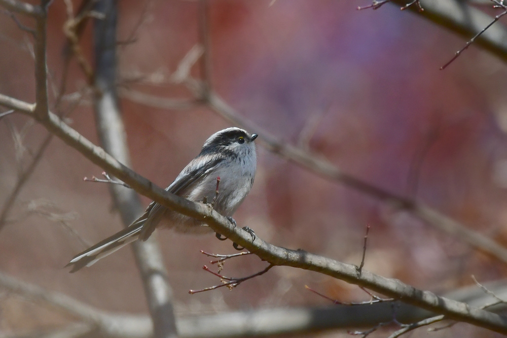 紅葉の中の鳥さん ルリビタキ エナガ_f0053272_22075717.jpg