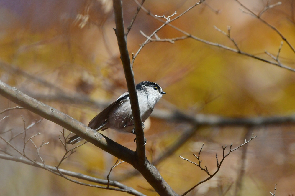 紅葉の中の鳥さん ルリビタキ エナガ_f0053272_22081877.jpg
