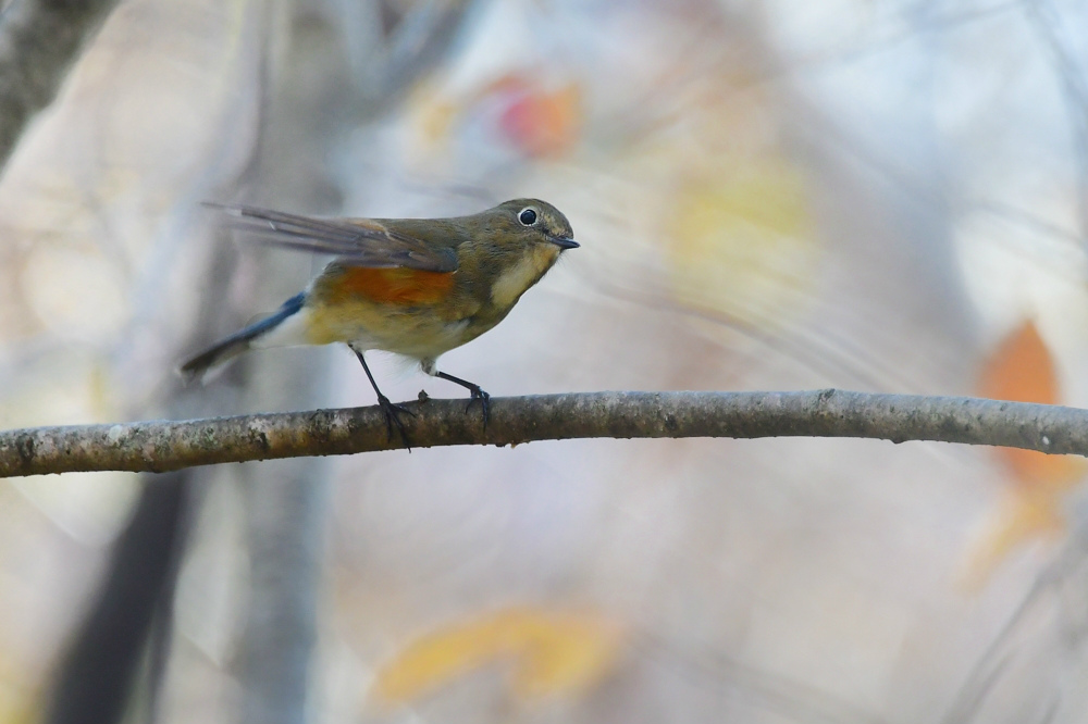 紅葉の中の鳥さん ルリビタキ エナガ_f0053272_22103769.jpg