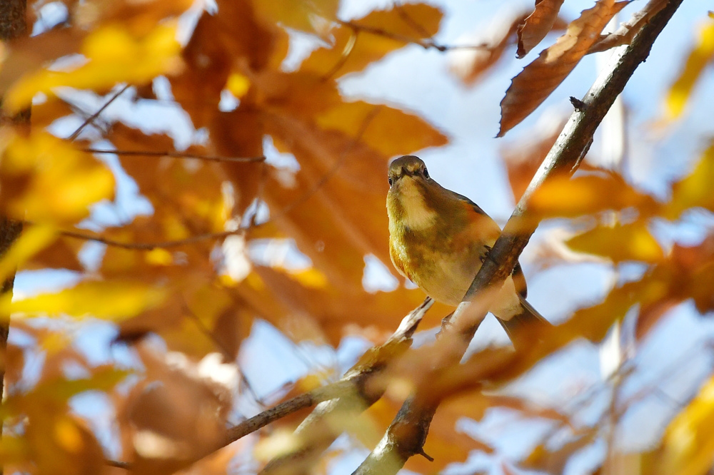 紅葉の中の鳥さん ルリビタキ エナガ_f0053272_22104722.jpg