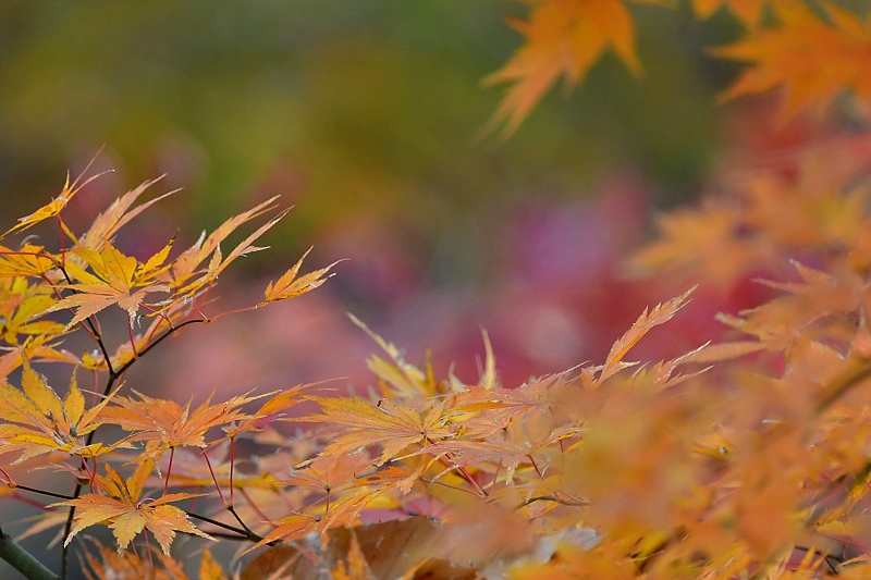 紅葉の中の鳥さん ルリビタキ エナガ_f0053272_22111537.jpg