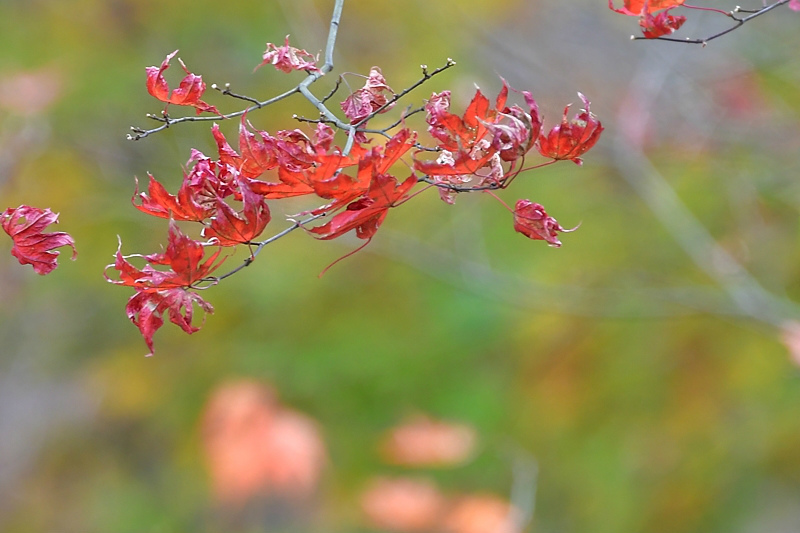 紅葉の中の鳥さん ルリビタキ エナガ_f0053272_22112134.jpg