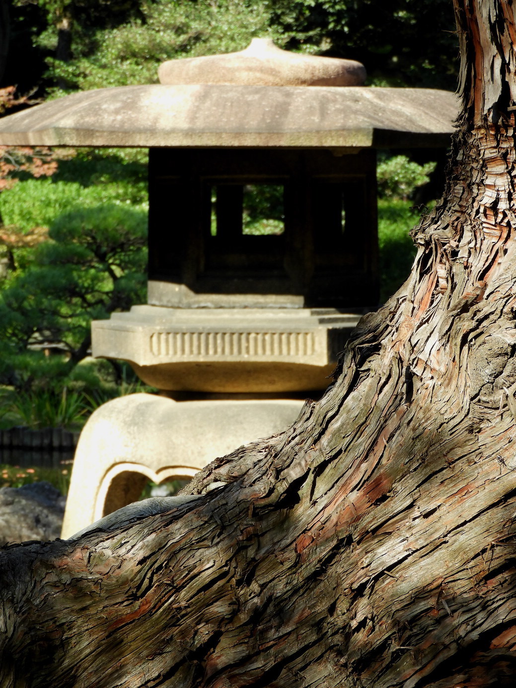 東京そぞろ歩き・庭園探訪：旧古河庭園_f0049074_19005040.jpg