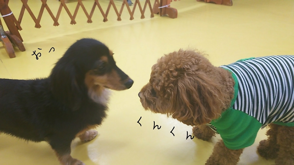🐩今日のドッグラン🐩_f0357682_15310669.jpg
