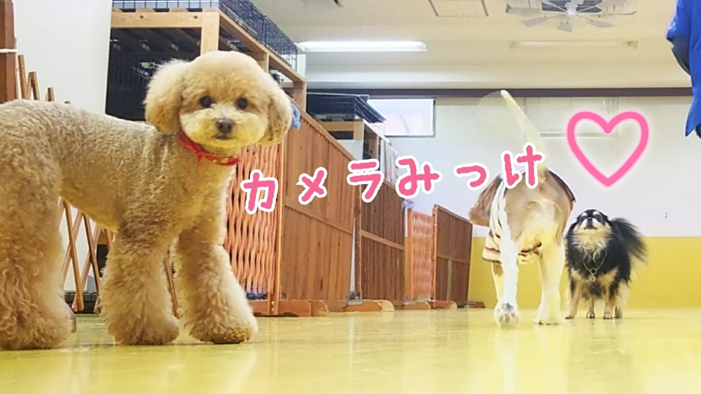 🐩今日のドッグラン🐩_f0357682_15310825.jpg