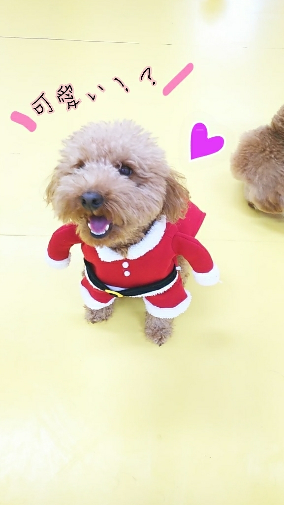 🐩今日のドッグラン🐩_f0357682_15311190.jpg