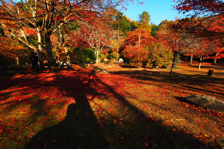 2017年11月29日(水) 紅葉_b0137083_21205397.jpg