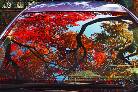 2017年11月29日(水) 紅葉_b0137083_21213878.jpg