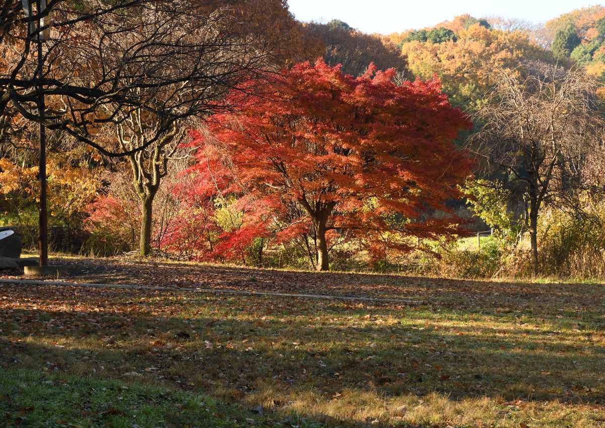 紅葉も綺麗です_f0307684_16532166.jpg