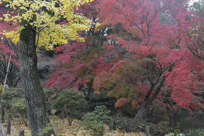 庭園初冬　＜紅黄葉・雪吊り＞_e0248688_17435700.gif