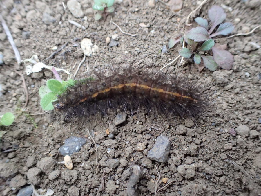 キハラゴマダラヒトリの幼虫 Spilosoma Lubricipedum Sangaicum 写ればおっけー コンデジで虫写真