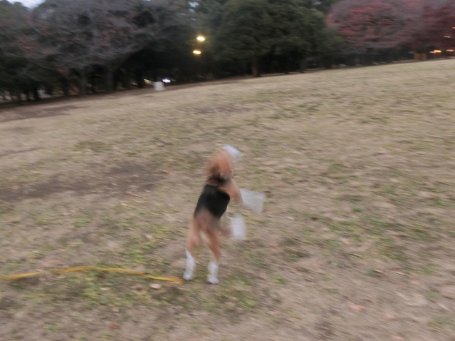 a0319693_7343136.jpg