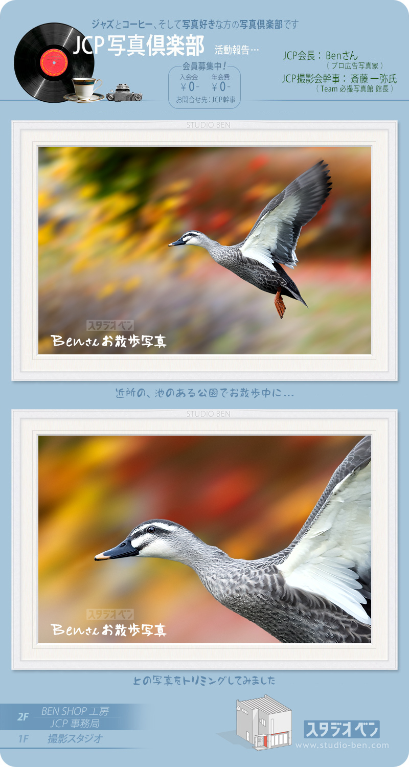 紅葉をバックに飛ぶカモよ。( 群馬県玉村町 )_c0210599_01154450.jpg