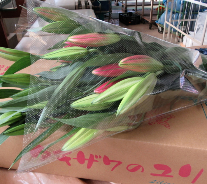庭にイルミネーションが灯りました。_f0067514_20253465.jpg