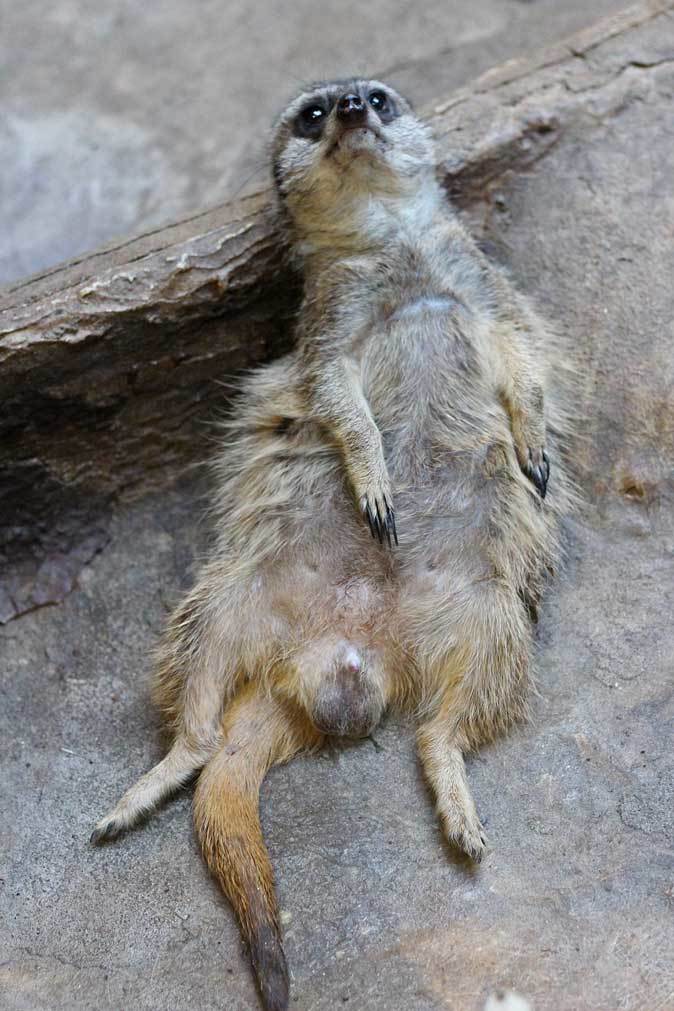 上野動物園：小獣館～鳴きまくりスラウェシメガネザルと掃除の邪魔をするミーアキャット_b0355317_21353463.jpg