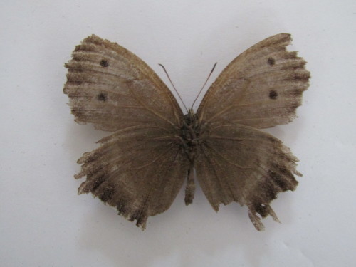 1点限り　レア　アンドロメダスカシジャノメ　蝶　標本 Yahoo!オークション - 外国産蝶標本 アンドロメダスカシジャノメ