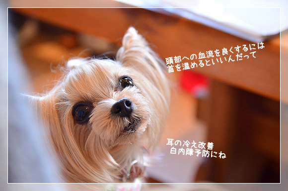 d0179828_07262552.png
