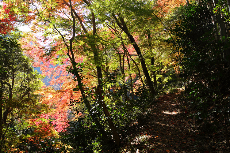 紅葉の八幡市 －神應寺－_b0169330_22582056.jpg