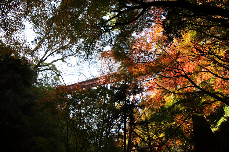 紅葉の八幡市 －神應寺－_b0169330_23252883.jpg