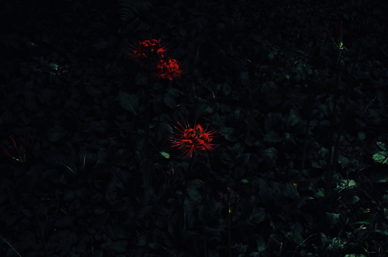 b0330432_15304127.jpeg