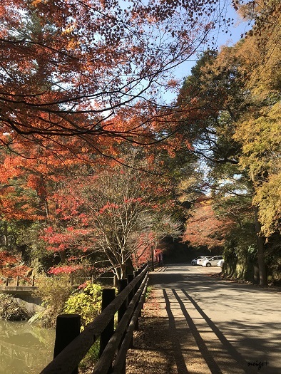 大人の遠足♪濃溝の滝や養老渓谷などバス旅で千葉県の紅葉を満喫_f0023333_22315726.jpg