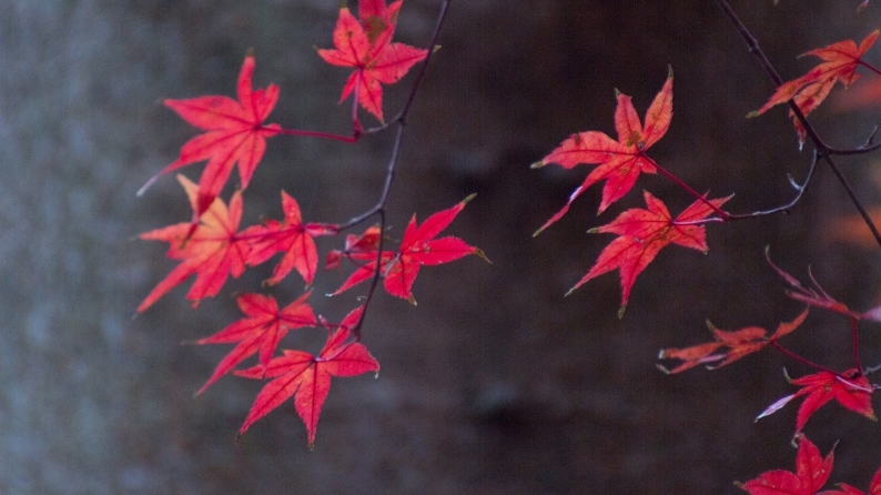 名残の紅葉　017/11/30_d0060435_19461546.jpg