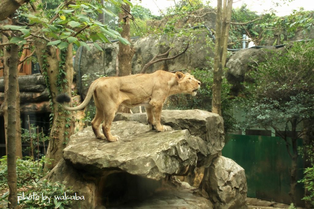 上野動物園のトラとライオンを比較して 自然のキャンバス