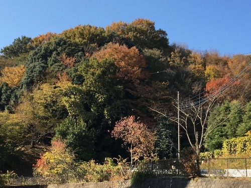 宮ヶ瀬湖の紅葉_b0330040_21410030.jpeg