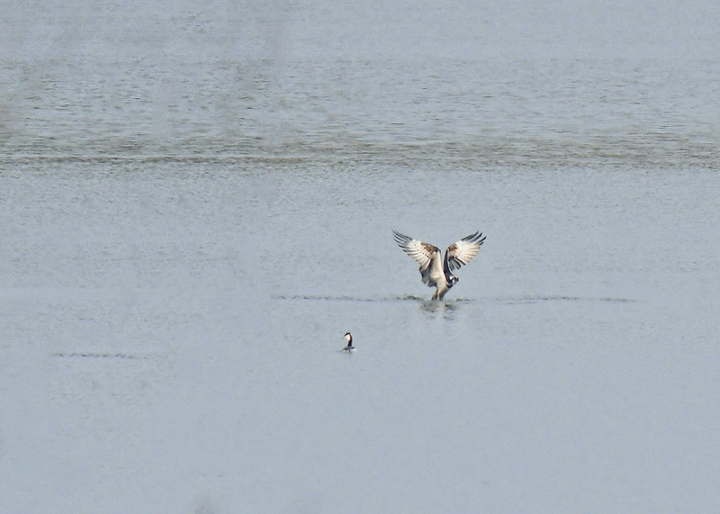 d0290240_16143142.gif
