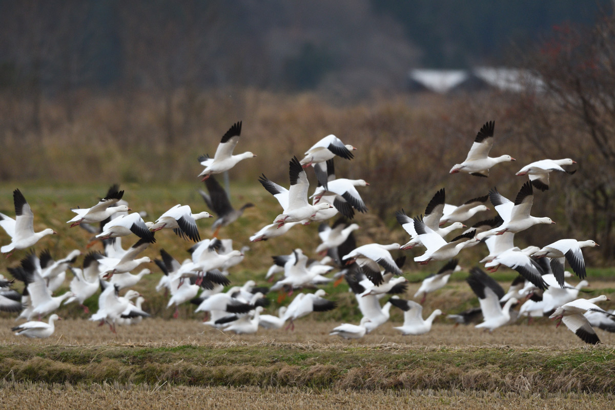 ハクガンの飛び立ち 鳥 撮り トリミング