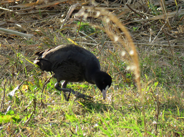 久々に鳥だけど・・・_f0214649_13550555.jpg