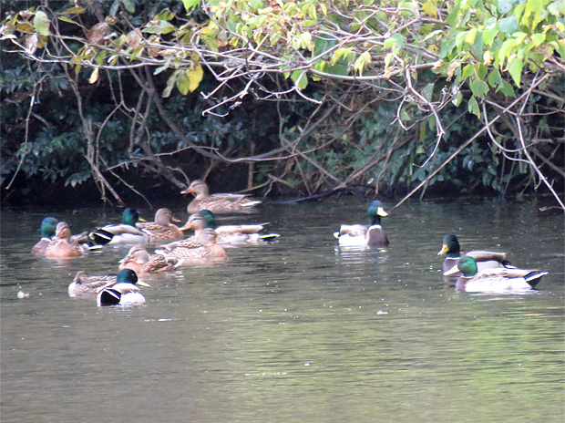 久々に鳥だけど・・・_f0214649_13593808.jpg