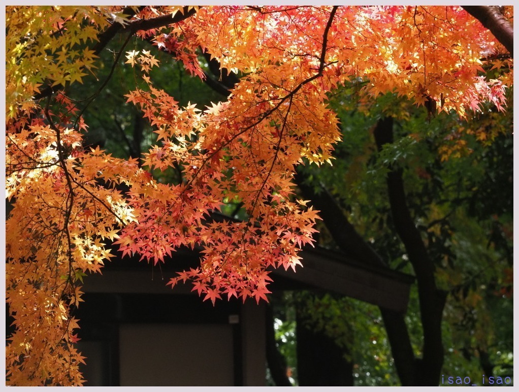 雨後の平林寺・紅葉-2　　　159）_c0068050_10374212.jpg