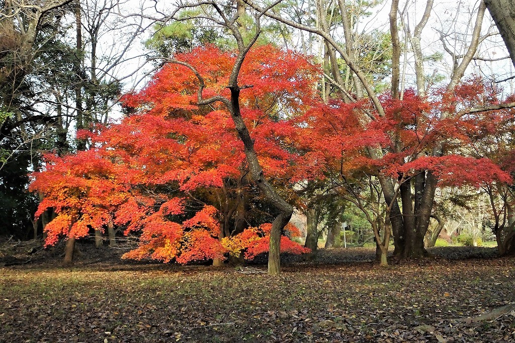 公園のいろいろな紅葉 - ぶらり散歩　～四季折々フォト日記～