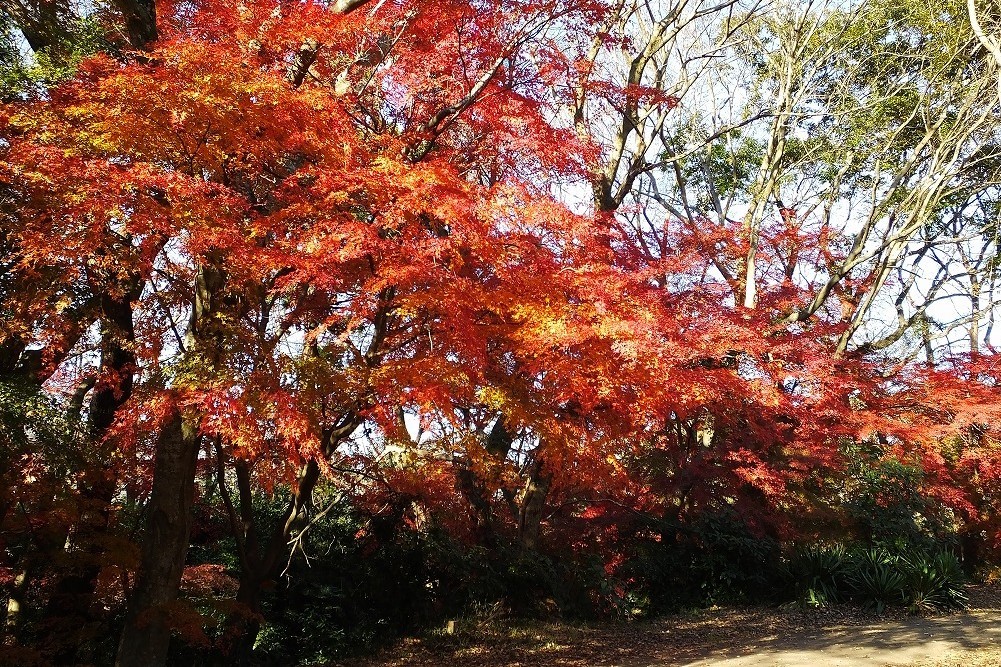 公園の紅葉いろいろ - ぶらり散歩　～四季折々フォト日記～
