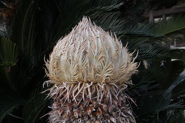 a0335853_17291290.jpg