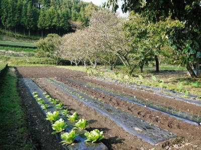 菊池、阿蘇スカイラインの、2019年の紅葉は今週末が見ごろ!菊池渓谷ビューポイント&穴場スポット紹介!_a0254656_18461077.jpg