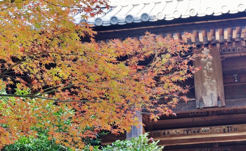 書写山圓教寺・仁王門付近の紅葉_b0063958_18124836.jpg