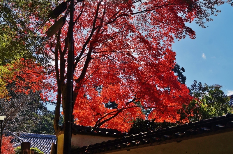 書写山圓教寺 圓教寺会館の紅葉 たんぶーらんの戯言 書写山圓教寺 圓教寺会館の紅葉 たんぶーらんの戯言