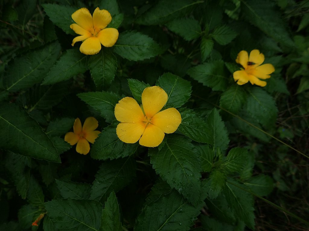 e0367158_10143981.jpg