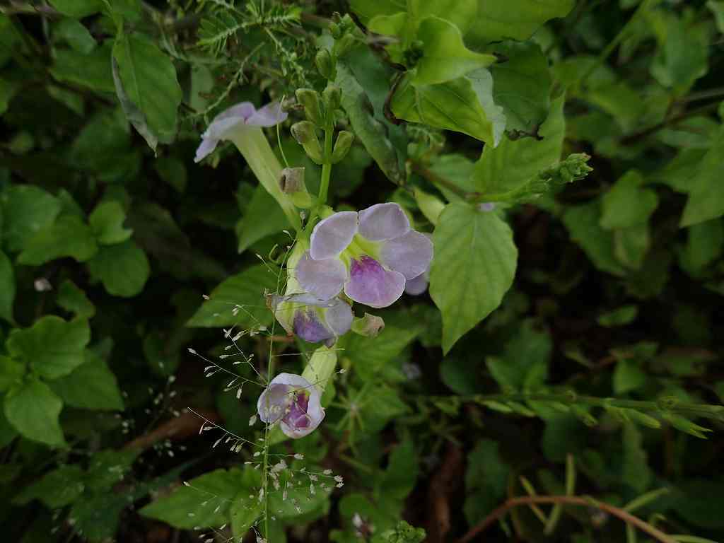 e0367158_10145168.jpg