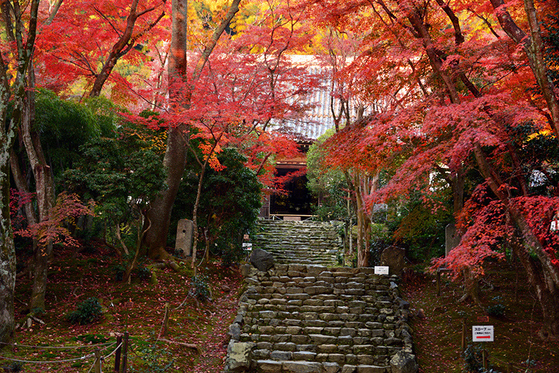 浄住寺 紅葉 ちょっとそこまで 浄住寺 紅葉 ちょっとそこまで