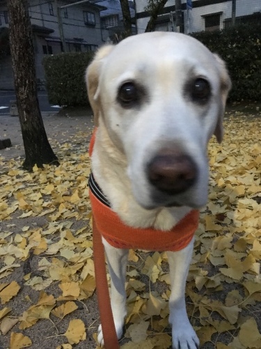f0315081_22253429.jpeg