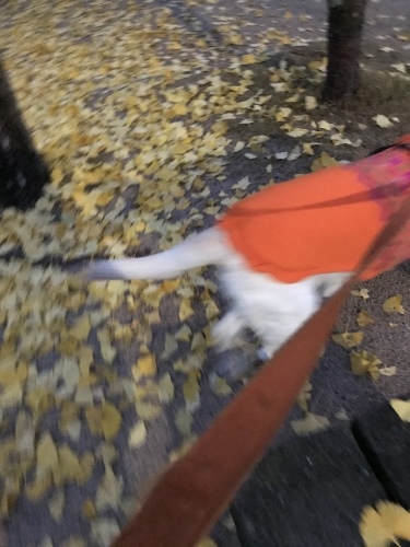 f0315081_22290495.jpeg