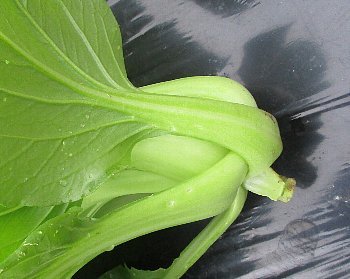 f0003283_20173669.jpg