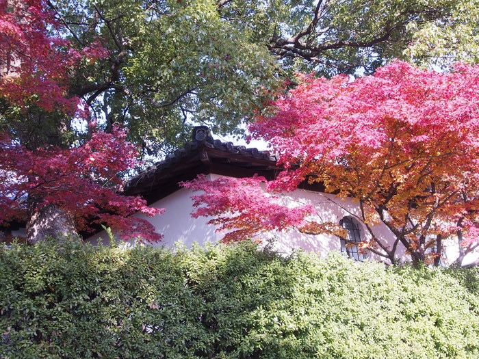 梅林寺の紅葉。筑後川の畔。_a0149488_11244531.jpg