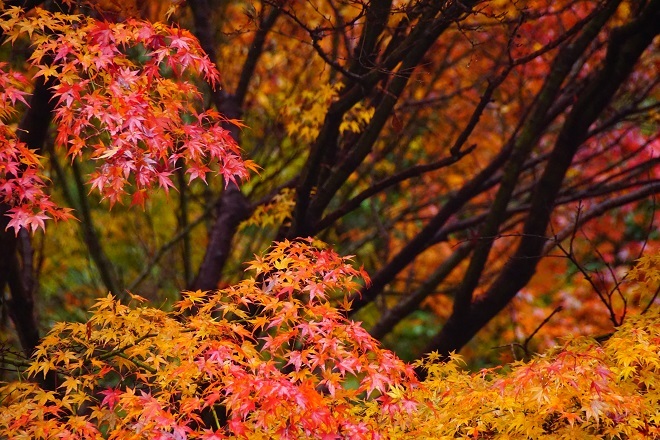 雨の紅葉_a0345188_14114961.jpg