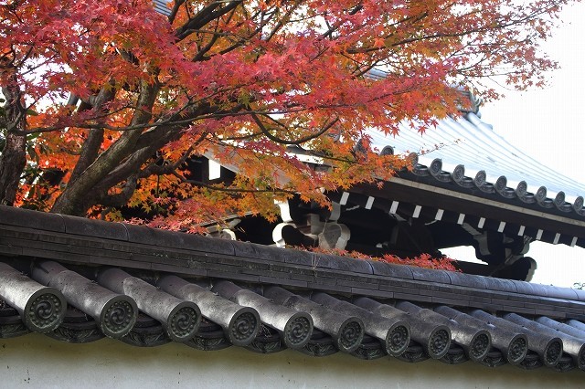 錦秋の京都　2017 建仁寺_f0374092_17391687.jpg