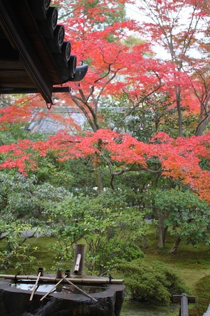 錦秋の京都　2017 建仁寺_f0374092_18011776.jpg